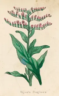 Plants / Echium Lycopsis