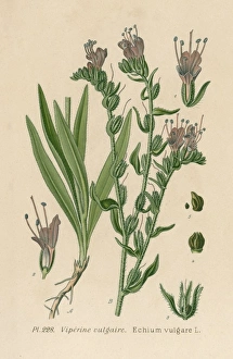 Images Dated 10th July 2012: Plants / Echium Vulgare