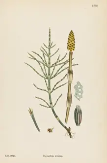 Equisetum Prints: Plants / Equisetum Arvense