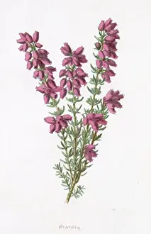 Heather Prints: PLANTS / ERICA CINEREA