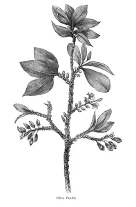 Coca Prints: Plants / Erythroxylon Coca