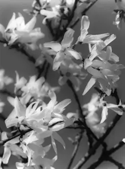 Plants / Forsythia