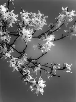 Spring Time Prints: Plants / Forsythia