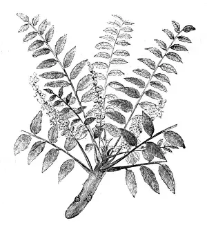 Plants / Frankincense