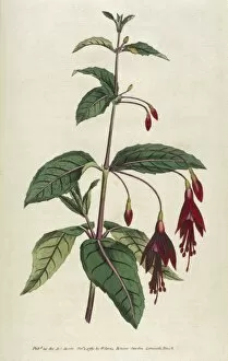 Fuchsia Collection: Plants / Fuchsia