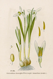 Plants/Galanthus