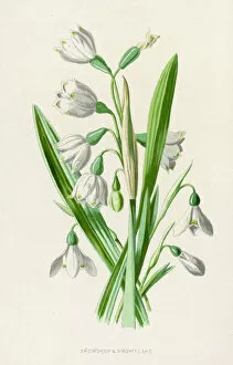 1894 Gallery: Plants / Galanthus Nivalis