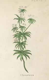 Plants / Galium Aparine