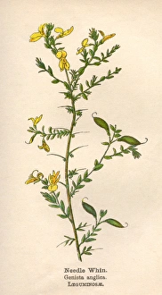 Anglica Gallery: Plants / Genista Anglica