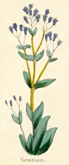 Plants / Gentiana Lutea