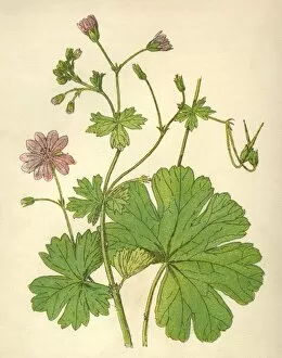 Images Dated 6th September 2012: Plants / Geranium Molle