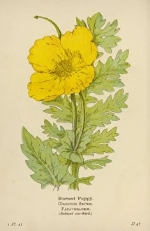 Flowers and Plants Gallery: Plants / Glaucium Flavum