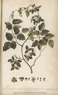 Plants / Gossypium Sp