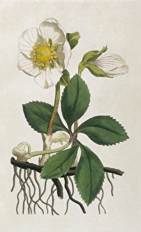 Niger Gallery: Plants / Helleborus Niger