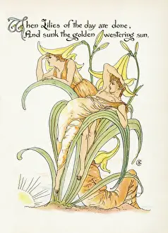 Plants / Hemerocallis Spec