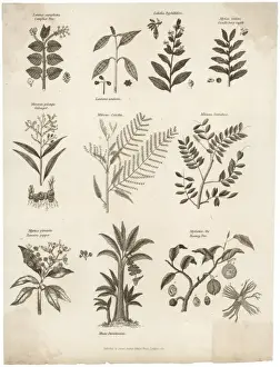 Plants / Herbs / General