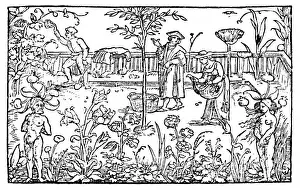 Plants / Herbs / General