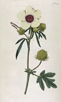 Plants / Hibiscus Trionum