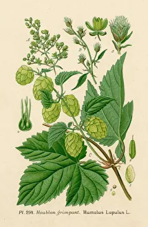 Plants/Humulus Lupulus