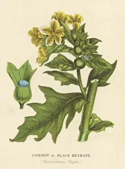 Plants / Hyoscyamus Niger
