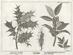 Plants / Ilex Aquifolium