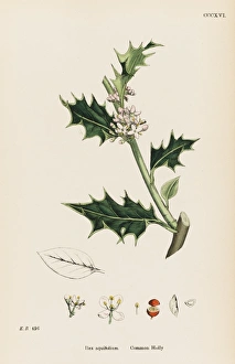 Aquifolium Gallery: Plants / Ilex Aquifolium