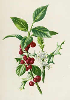 Flowers and Plants Gallery: Plants / Ilex Aquifolium