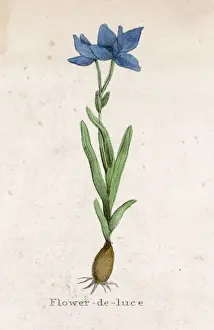 Luce Prints: Plants / Iris Germanica