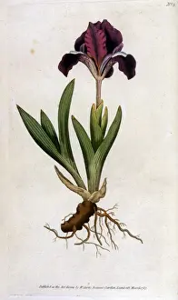 Pumila Prints: Plants / Iris Pumila