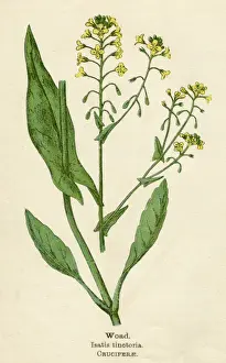 PLANTS / ISATIS TINCTORIA