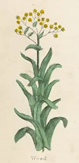 Plants / Isatis Tinctoria
