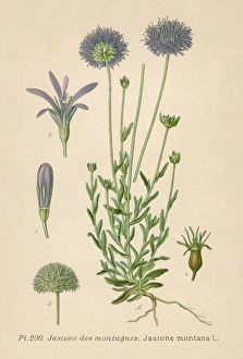 Variant Collection: Plants / Jasione Montana