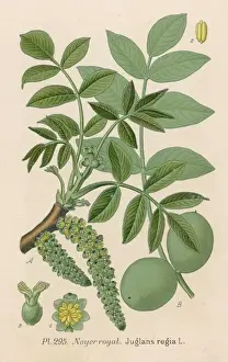 Regia Prints: Plants / Juglans Regia