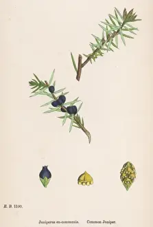 Communis Prints: Plants Juniperus Communi