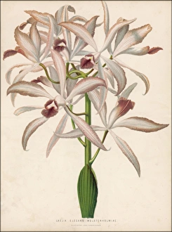 Flowers and Plants Gallery: Plants / Laelia Elegans