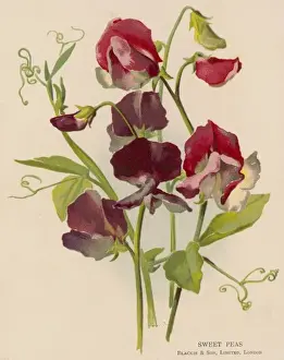 Plants / Lathyrus Odoratus