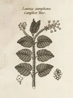 Plants / Laurus Camphora