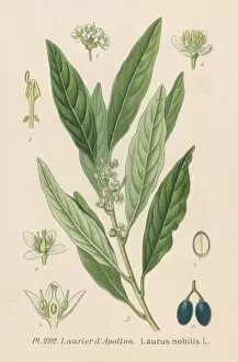 Nobilis Collection: Plants / Laurus Nobilis