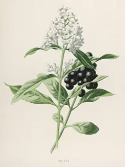 Vulgare Prints: Plants / Ligustrum Vulgare