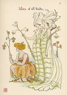 Plants / Lilium Sp