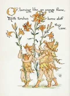 Plants / Lilium Species