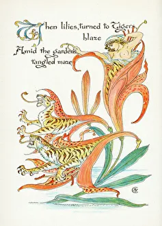 1895 Collection: Plants / Lilium Tigrinum