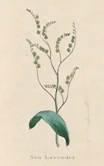 Plants / Limonium Vulgare