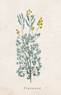 Plants / Linum Sp