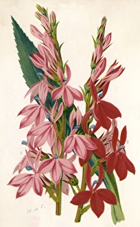Images Dated 15th February 2011: Plants / Lobelia