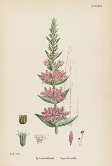 Loose Prints: Plants / Lythrum Salicaria