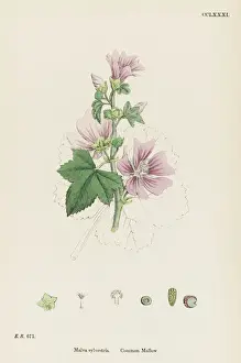 Pla Nts Prints: Plants / Malva Sylvestris
