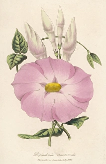 Flowers and Plants Gallery: Plants / Mandevilla