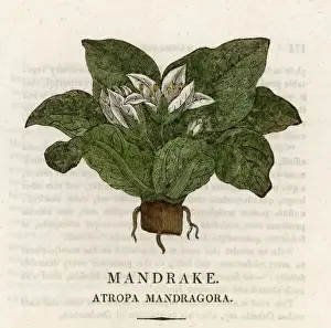 Plants / Mandragora