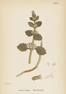 Plants / Marrubium Vulgare